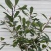 Photinia fraseri 'Red Robin' op stam 120 cm