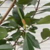 Photinia fraseri 'Red Robin' op stam 120 cm