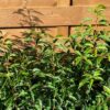 Prunus l. Angustifolia(Portugeese Laurierkers)