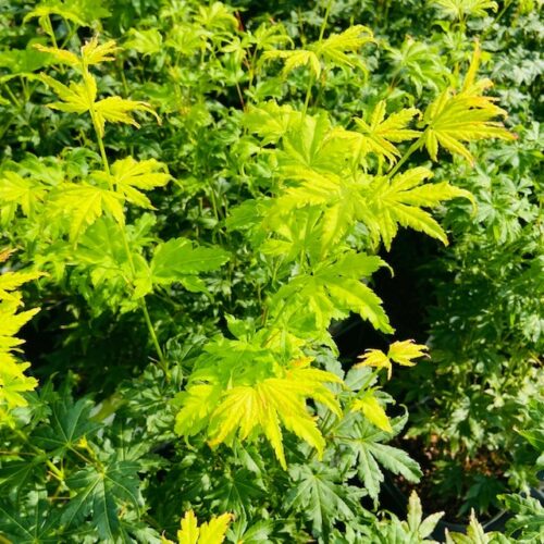 Acer pal. 'Going Green'® (Japanse esdoorn)