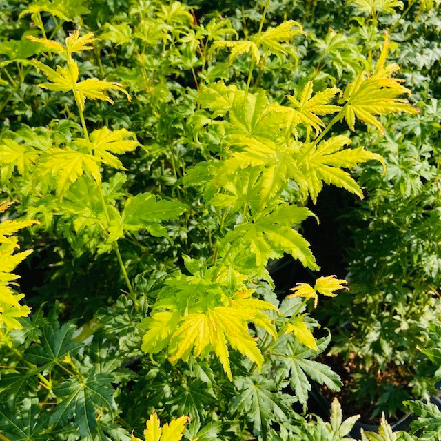 Acer pal. 'Going Green'® (Japanse esdoorn)