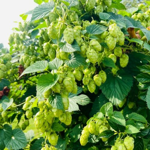 Hop Cascade (Humulus lupulus)