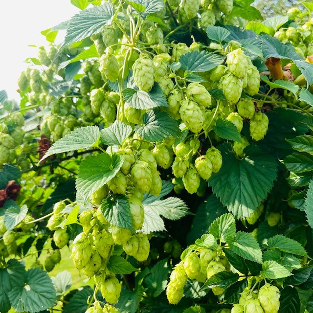 Farmacologie etiquette Kreunt Hop Cascade (Humulus lupulus) - Tas Boomkwekerij