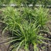 Carex morrowii 'Ice Dance'(Zegge)