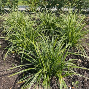Carex morrowii 'Ice Dance'(Zegge)