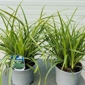 Carex morrowii 'Ice Dance'(Zegge)