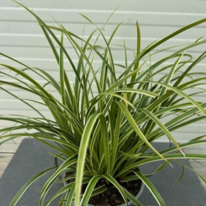 Carex morrowii 'Ice Dance'(Zegge)