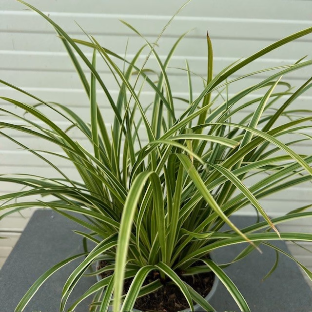 Carex morrowii 'Ice Dance'(Zegge)