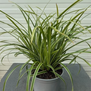 Carex morrowii 'Ice Dance'(Zegge)
