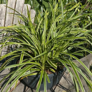 Carex morrowii 'Ice Dance'(Zegge)