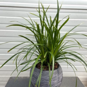 Carex 'Irish Green' (Zegge)