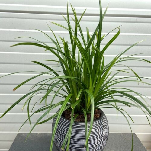 Carex 'Irish Green' (Zegge)