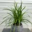 Carex 'Irish Green' (Zegge)