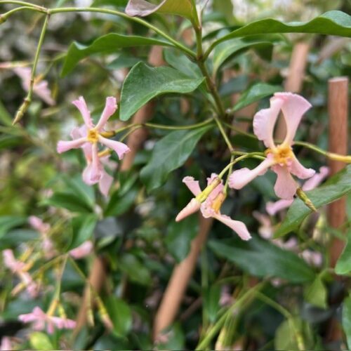 Trachelospermum (Toscaanse Jasmijn) roze