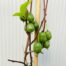 Actinidia ar. "Kiwiberry'' (Issai) (Kiwibes)