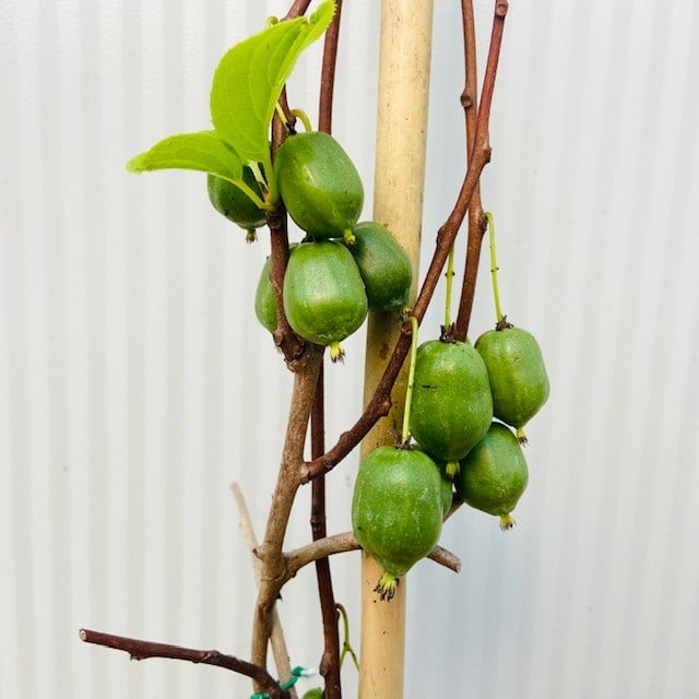 Actinidia ar. 