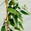 Lonicera Henryi (Kamperfoelie)