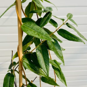 Lonicera Henryi (Kamperfoelie)