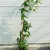 Lonicera Henryi (Kamperfoelie)
