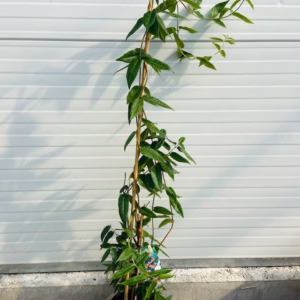 Lonicera Henryi (Kamperfoelie)