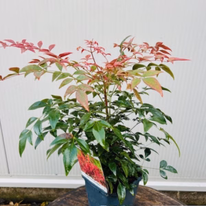 Nandina domestica Obessed (Hemelse bamboe) 30 cm in 2 liter pot
