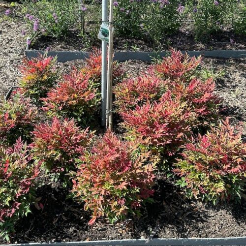 Nandina domestica Obessed (Hemelse bamboe)