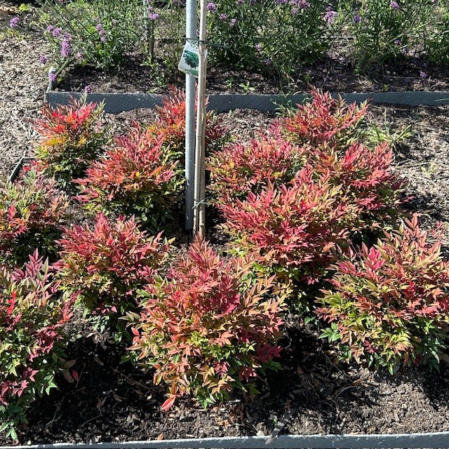 Nandina domestica Obessed (Hemelse bamboe)
