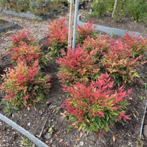 Nandina domestica Obessed (Hemelse bamboe)