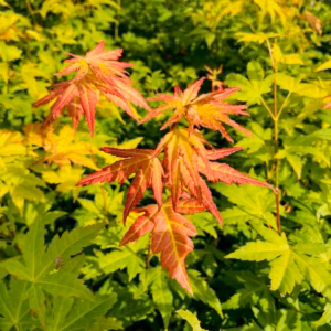 Acer pal. 'Orange Dream' (Japanse esdoorn)