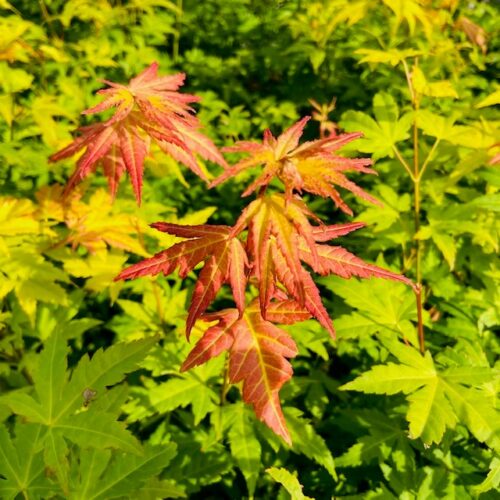 Acer pal. 'Orange Dream' (Japanse esdoorn)