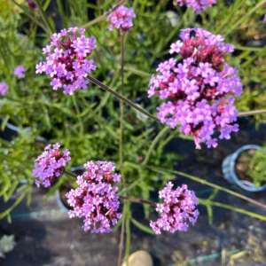Verbena bonariensis