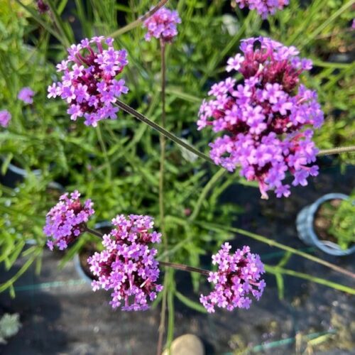 Verbena (Ijzerhard)