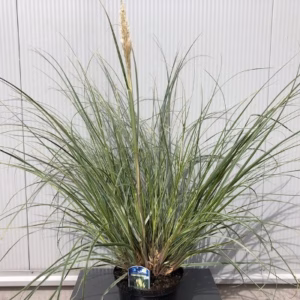 Cortaderia Silver star (Pampasgras)