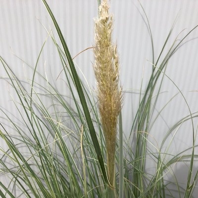 Cortaderia Silver star (Pampasgras)