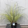 Cortaderia Gold star (Pampasgras)