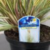 Cortaderia Gold star (Pampasgras)
