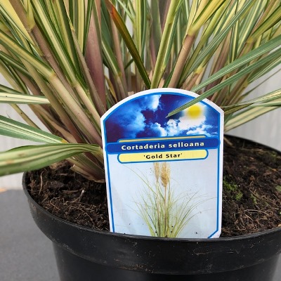 Cortaderia Gold star (Pampasgras)