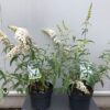 Buddleja d. Alba(Vlinderstruik)