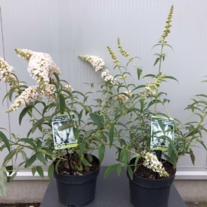 Buddleja d. Alba(Vlinderstruik)