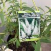 Buddleja d. Alba(Vlinderstruik)
