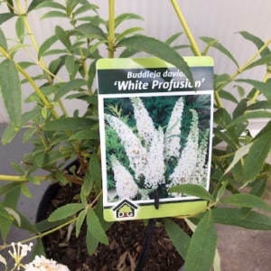 Buddleja d. Alba(Vlinderstruik)