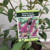 Buddleja d. Pink Delight (Vlinderstruik)
