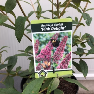 Buddleja d. Pink Delight (Vlinderstruik)