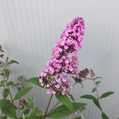 Buddleja d. Pink Delight (Vlinderstruik)