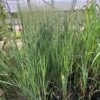 Panicum virgatum 'Northwind' (Vingergras)