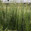 Panicum virgatum 'Northwind' (Vingergras)