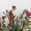 Photinia fraseri 'Little Red Robin'