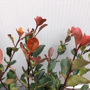Photinia fraseri 'Little Red Robin'