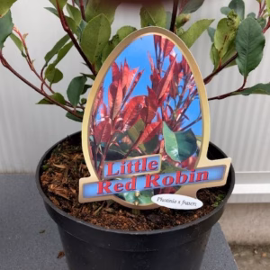 Photinia fraseri 'Little Red Robin'
