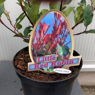 Photinia fraseri 'Little Red Robin'